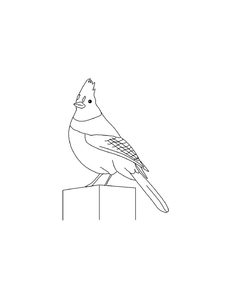 Blue Jay Coloring Page