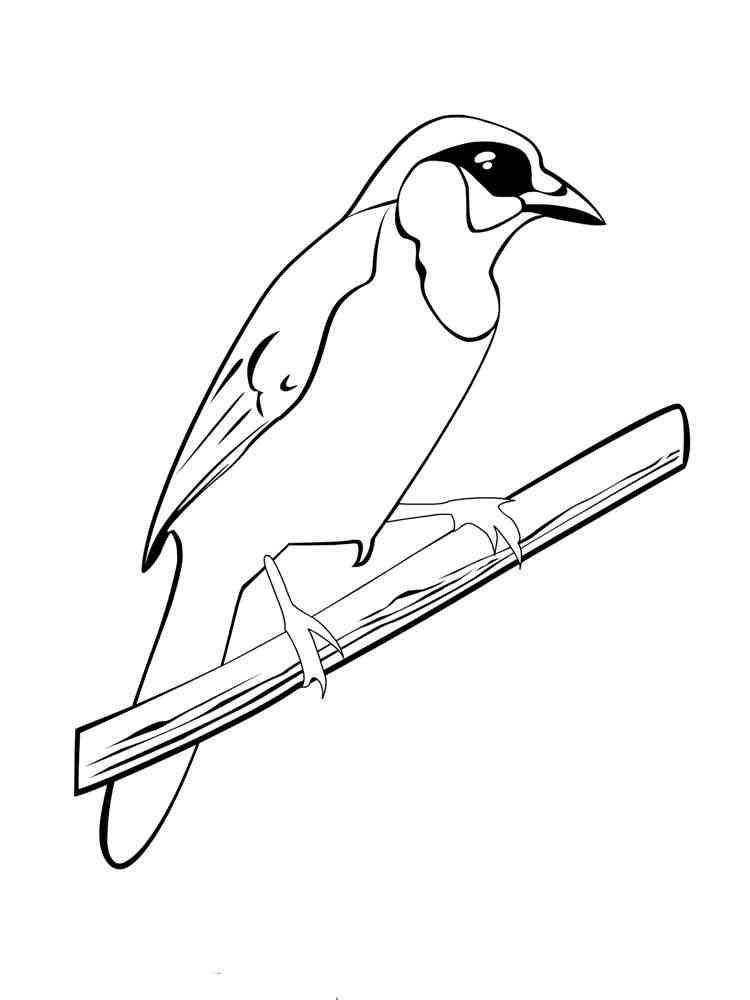 Blue Jay coloring pages. Download and print Blue Jay coloring pages