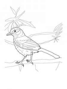 Jay coloring page - picture 11
