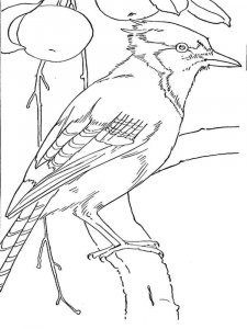 Jay coloring page - picture 12