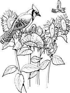 Jay coloring page - picture 4