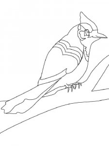 Jay coloring page - picture 7