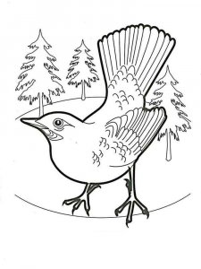 Jay coloring page - picture 9
