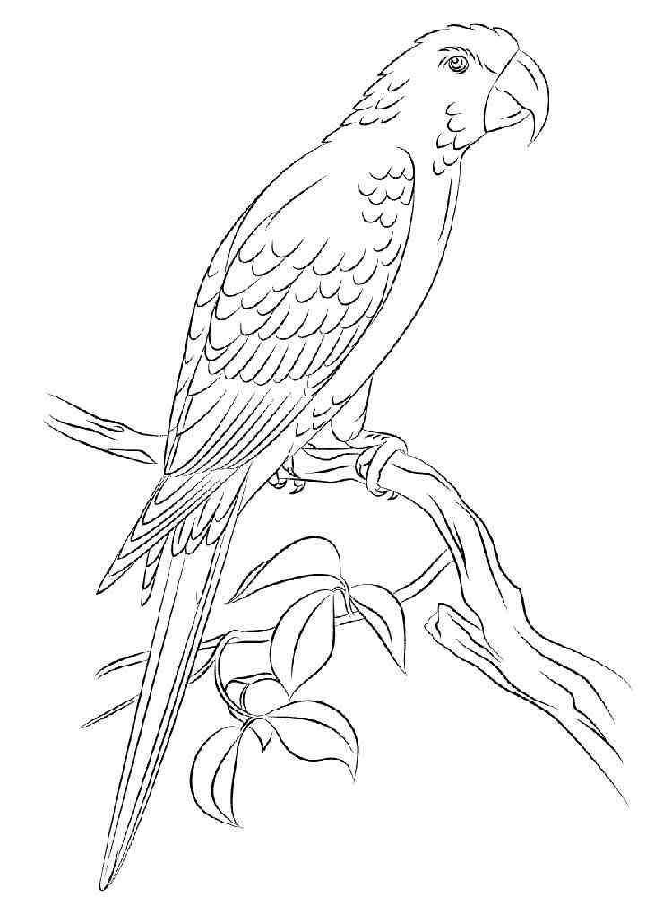 Macaw coloring pages. Download and print Macaw coloring pages