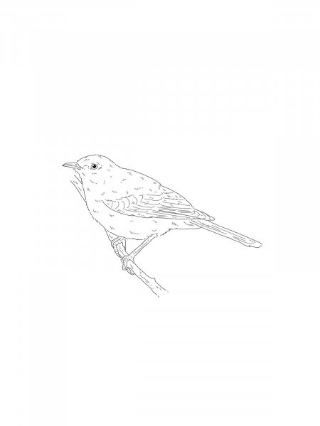 Mockingbird coloring pages - Free Printable
