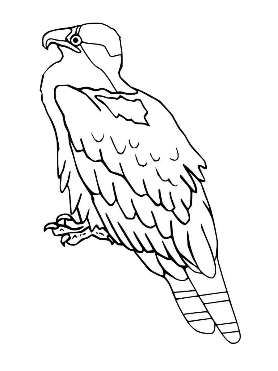 Птица Скопа раскраска для детей