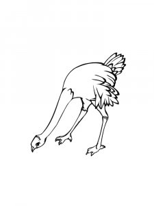 Ostrich Birds Coloring Pages 23