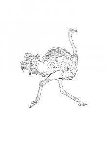 Ostrich Birds Coloring Pages 24