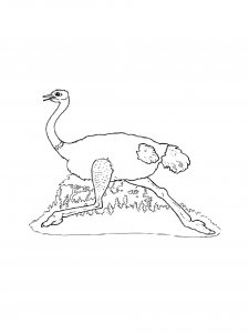 Ostrich Birds Coloring Pages 25