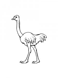 Ostrich Birds Coloring Pages 26