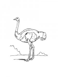 Ostrich Birds Coloring Pages 27