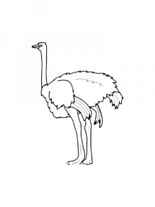 Ostrich Birds Coloring Pages 29