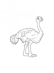 Ostrich Birds Coloring Pages 30