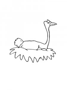 Ostrich Birds Coloring Pages 33