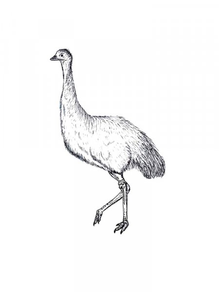 Ostrich coloring pages