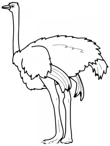 Ostrich coloring pages