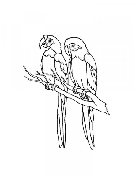 Parakeet coloring pages - Free Printable