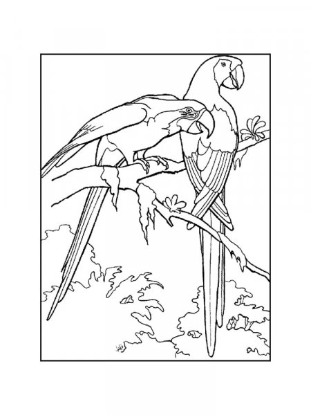 Parakeet coloring pages - Free Printable