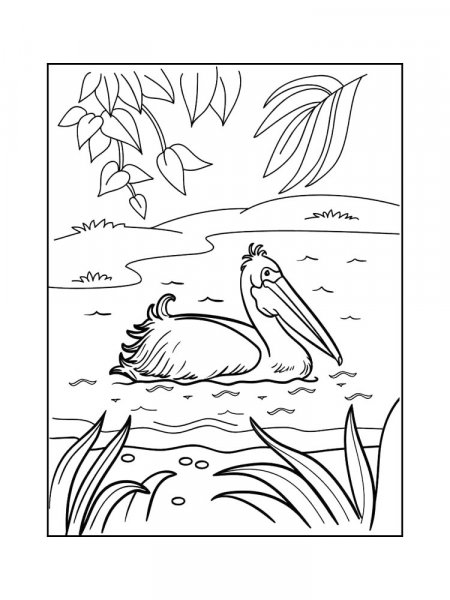 Pelican coloring pages