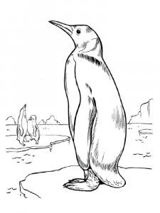 Penguin coloring page 12 - Free printable