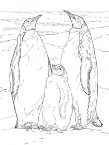 Penguin coloring page 9 - Free printable