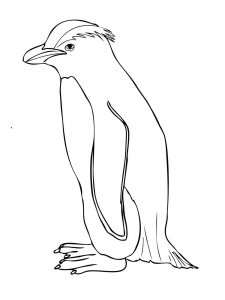 Penguin coloring page 22 - Free printable