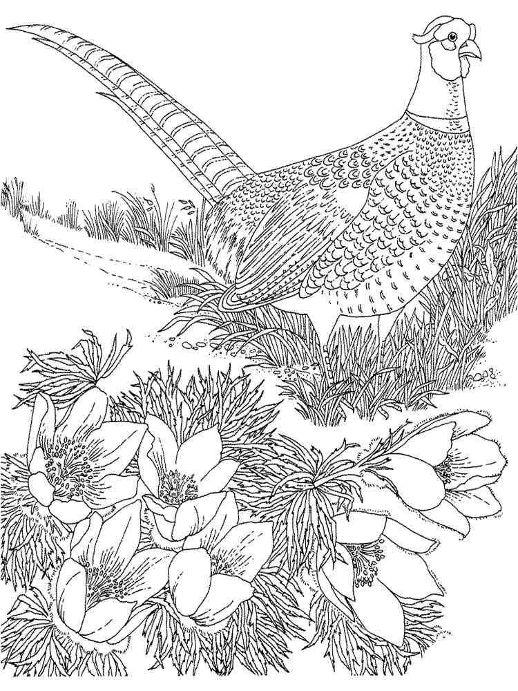 Download Pheasant coloring pages. Download and print Pheasant coloring pages