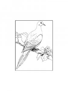 Pigeon Coloring Pages 11