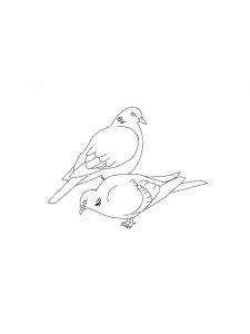 Pigeon Coloring Pages 3