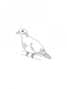 Pigeon Coloring Pages 4