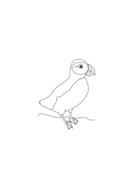 Puffin coloring pages - Free Printable