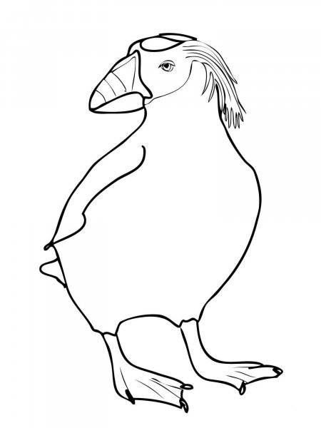 Puffin coloring pages - Free Printable