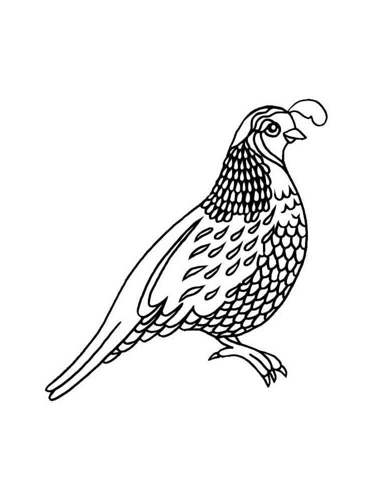 Coloring Page Quail - 244+ File SVG PNG DXF EPS Free