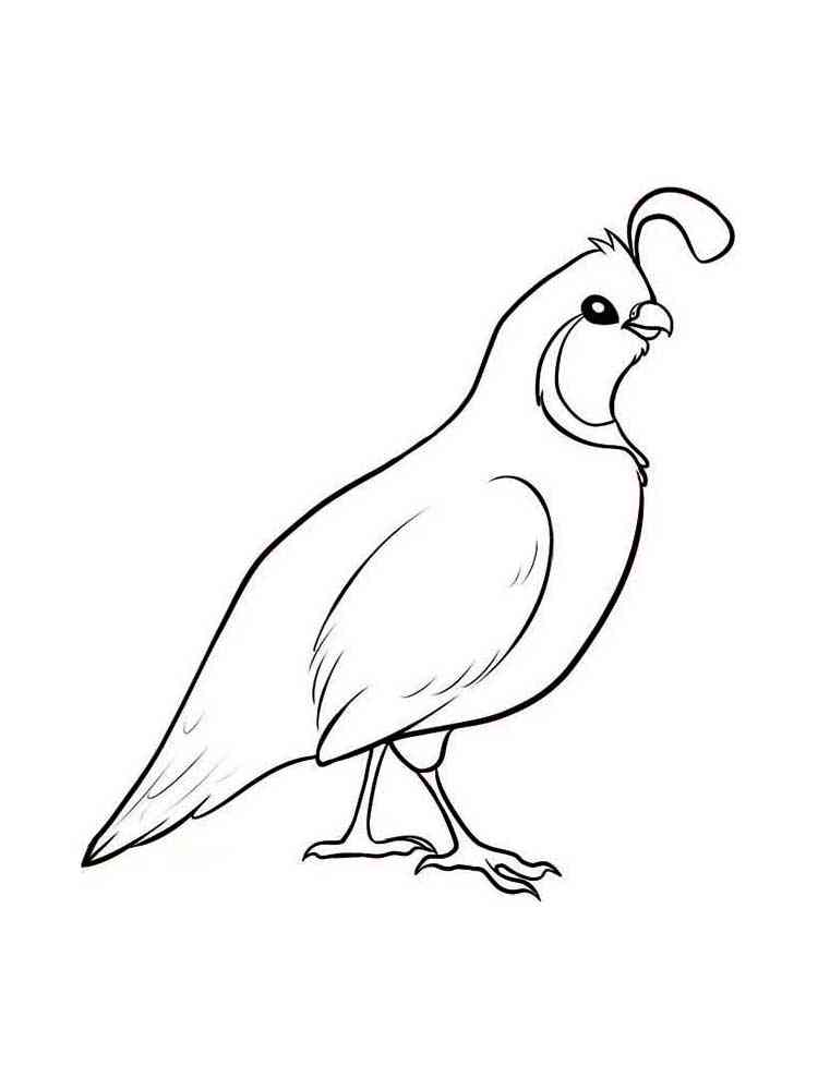 Quail Family Coloring Page