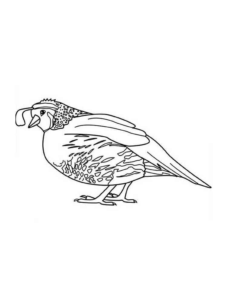 Free Quail coloring pages. Download and print Quail coloring pages