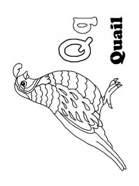 Quail coloring pages