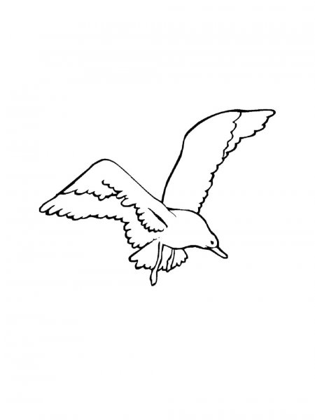 Seagull coloring pages