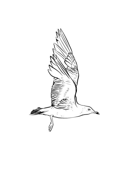 Seagull coloring pages