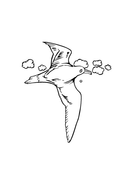 Seagull coloring pages