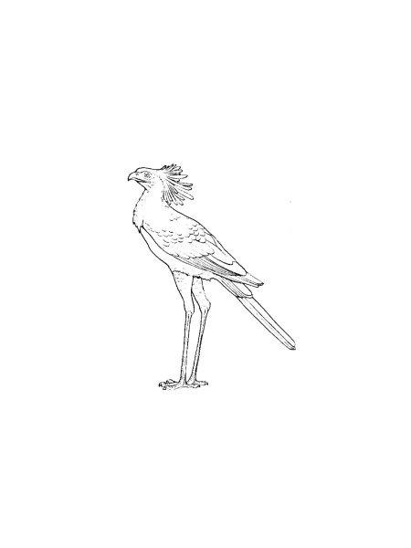 Secretary Bird Coloring Pages - Free Printable