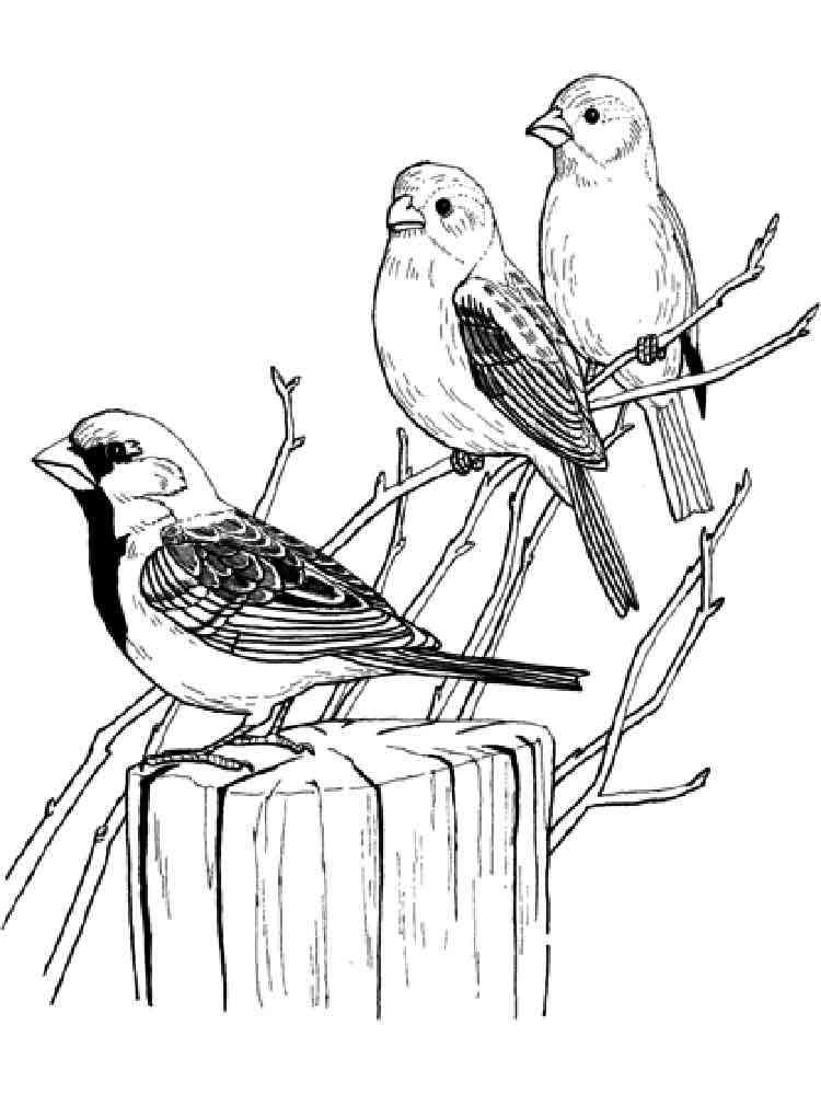 Download Sparrow coloring pages. Download and print Sparrow coloring pages