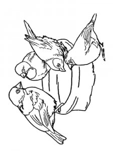 Sparrow coloring page 10 - Free printable