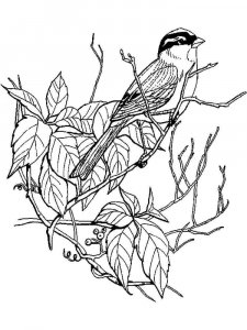 Sparrow coloring page 11 - Free printable