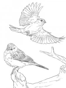 Sparrow coloring page 12 - Free printable