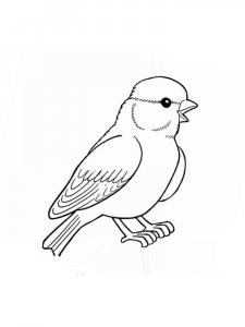 Sparrow coloring page 13 - Free printable