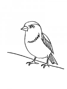 Sparrow coloring page 14 - Free printable