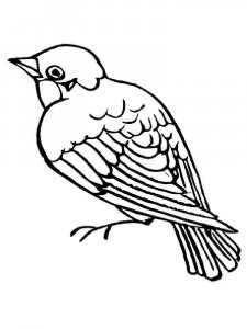 Sparrow coloring page 15 - Free printable