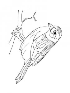 Sparrow coloring page 2 - Free printable