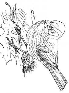 Sparrow coloring page 4 - Free printable