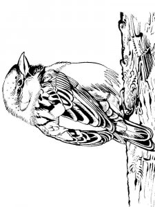 Sparrow coloring page 5 - Free printable